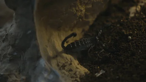 Black Scorpion Raising It's Claws Stock Footage 210493233