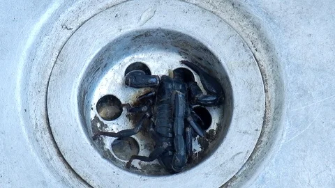 Black scorpion in a sink. Video stock 93514691