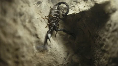 Black Scorpion Standing On A Rock Stock Footage 210493924