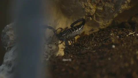 Black Scorpion Turning In Slow Motion Stock Footage 210492822