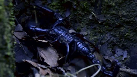 A Black scorpion walking during night Stock Footage 141249461