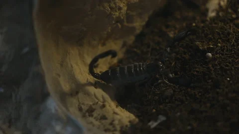 Black Scorpion Waving Claws Around Stock Footage 210493558