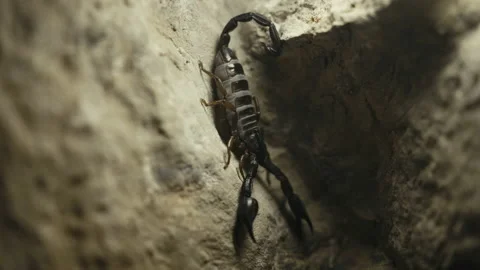 Black Scorpion Waving Claws Stock Footage 210494403