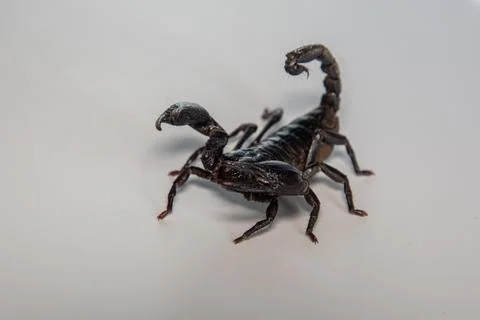 Black scorpion on white background Stock Photos