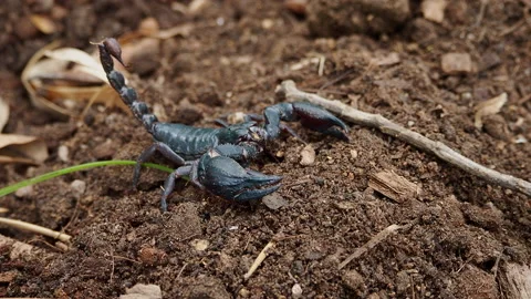 Black scorpions walk on the ground Stock Footage 196899568
