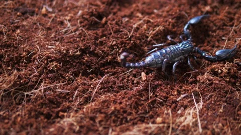 Black scorpions walk on the ground Video stock 237613665