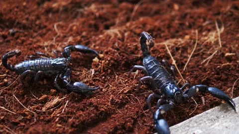 Black scorpions walk on the ground Stock Footage 237613667