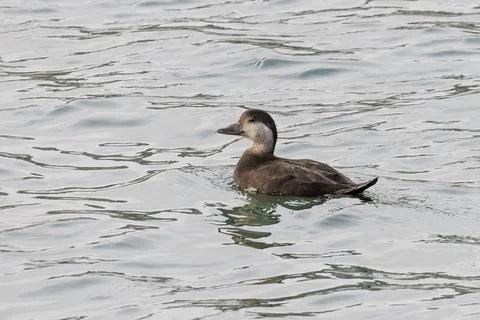Black scoter bird Foto stock