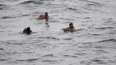 Black Scoter Ducks Stock Footage 299741269