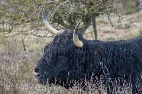 Black Scottish highlander Foto stock
