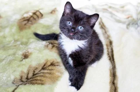 Black Scottish kitten on the sofa Stock Photos