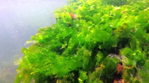 Black Sea algae sway on a rock against the backdrop of mussel growth Stock Footage 307020178