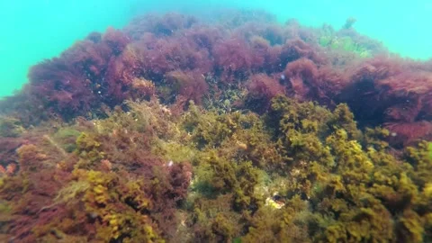 Black Sea algae sway on a rock against the backdrop of mussel growth Stock Footage 307020645