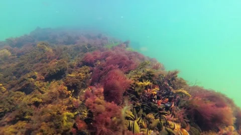 Black Sea algae sway on a rock against the backdrop of mussel growth Stock Footage 307020853