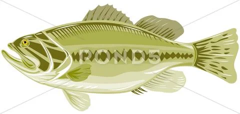 Black sea bass side view Stock Illustration