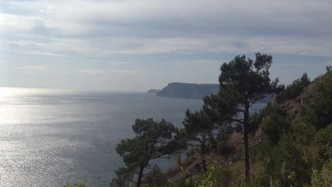 Black sea &amp; Coniferous Trees on the Wind at cape Aya , Crimea Russia Stock Footage 119307988
