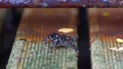 Black Sea Creatre Covered by Shell Stock Footage 145880931