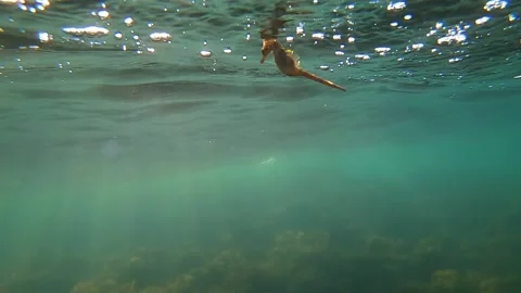 Black Sea dragonfly below the sea surface illuminated Stock Footage 130657302