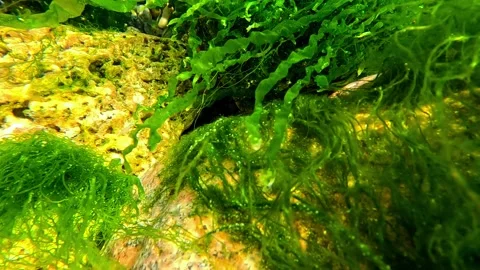 Black Sea environment, green algae Ulva  Enteromorpha intestinalis growing .. Stock Footage 328976267