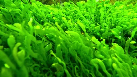 Black Sea, green algae Ulva or Enteromorpha intestinalis growing on stones .. Stock Footage 328976281