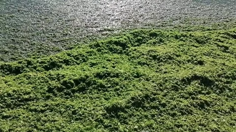 The black sea invaded by algae Stock Footage 141034240