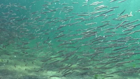 Black Sea, Large school of small fish Mediterranean sand eel Gymnammodytes .. Stock Footage 335539542
