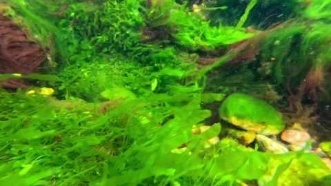 Black Sea macrophyte algae, green algae (Ulva sp., Enteromorpha sp.) and re.. Stock Footage 330943959