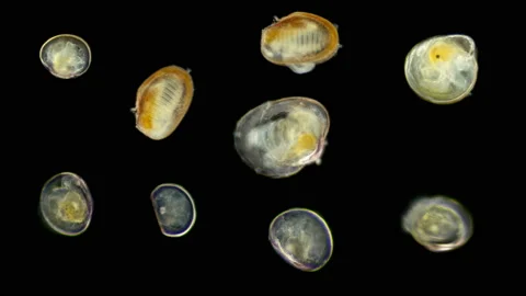 Plankton Video Stock Videos – Royalty-Free HD & 4K Videos | Page 5