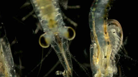 Black Sea plankton and zooplankton under a microscope, Mysid shrimp Stock Footage