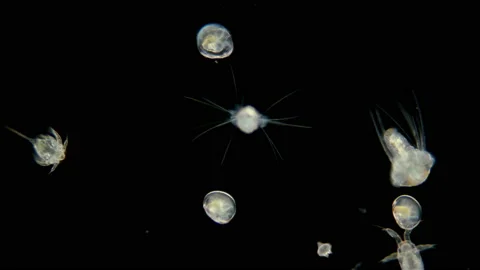 Black Sea plankton and zooplankton under a microscope, the diversity of species Stock Footage
