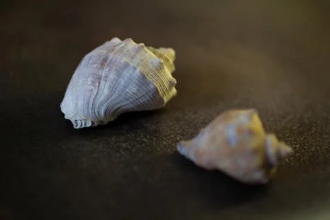 Black Sea rapan shells on pebbles Stock-Fotos
