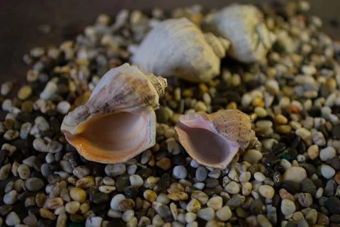 Black Sea rapan shells on pebbles Stock Photos