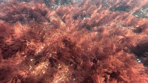 Black Sea, red algae Ceramium rubrum on rocks near the shore, growing in cl.. Stock Footage 328976065