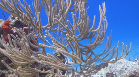 Black Sea Rod Stockbeeldmateriaal 7745189