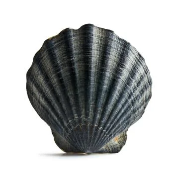 Black sea shell 스톡 사진