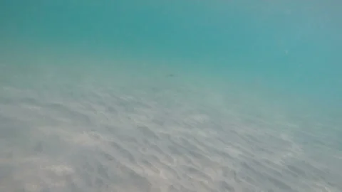 Black sea stingray Stock-Footage 85792398