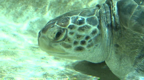 Black sea turtle Stock Footage 1020264