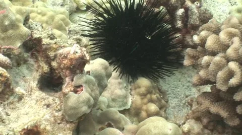 Black Sea Urchin Stock Footage 5258520