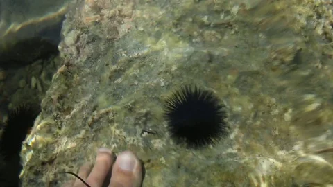 Black Sea Urchin Stock Footage 71277099