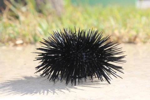 Black sea-urchin of the Mediterranean sea, Greece Stock Photos