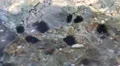 Black sea urchins on underwater stones HD Footage