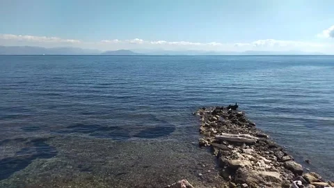 Black seabird on rocks Stock Footage 305441547