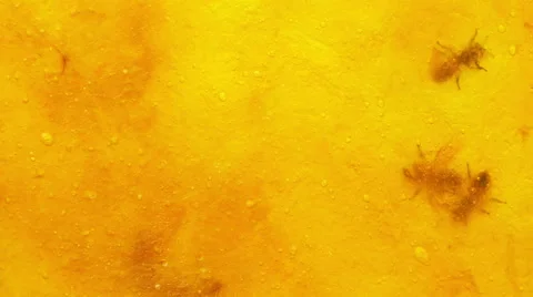 Black shadow, Bee working on dry yellow mango, Can be used for background. Stock Footage 50369896