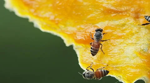 Black shadow, Bee working on dry yellow mango. Stock Footage 62192596