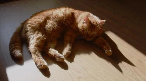 Black shadow of red cat lying on wooden floor Stock Photos