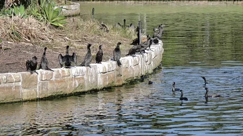 Black shag Stock Footage 113707494