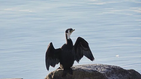 Black shag spread its wings standing on rock Video stock 93165756