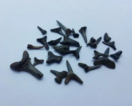 Black shark teeth or bones on white background Stock Photos