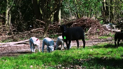 Black sheep with 3 white lambs (audio) Stock Footage 131448672