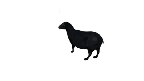 Black Sheep Animation Stock Footage 90946300